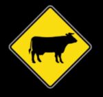 cattle crossing